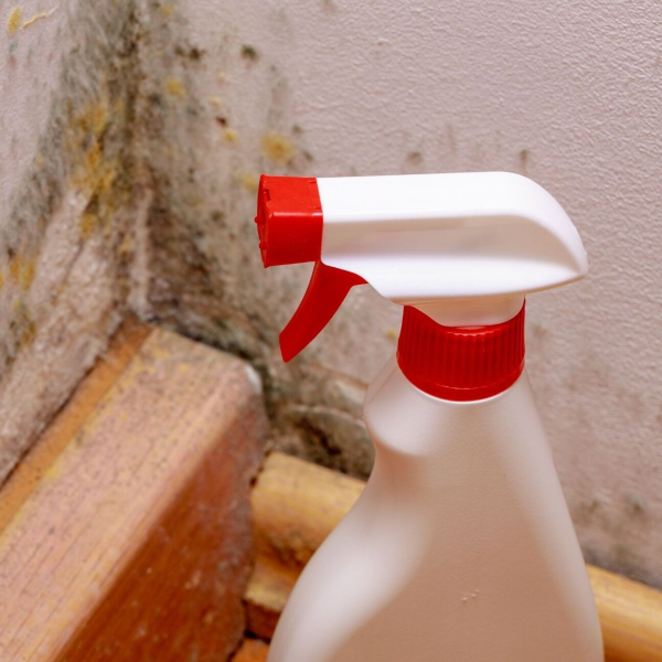 Mold Results of Birmingham