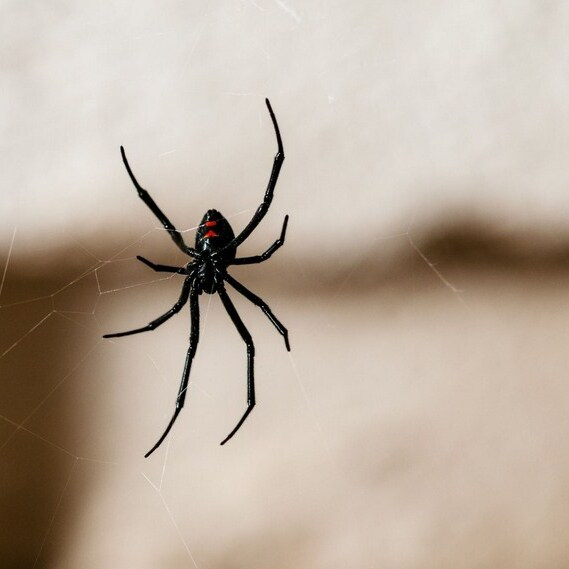 Auburn Ravine Pest Control Co