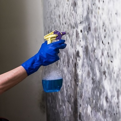 Hometown Mold Solutions