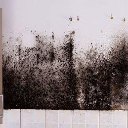 Crossroads Mold Specialists
