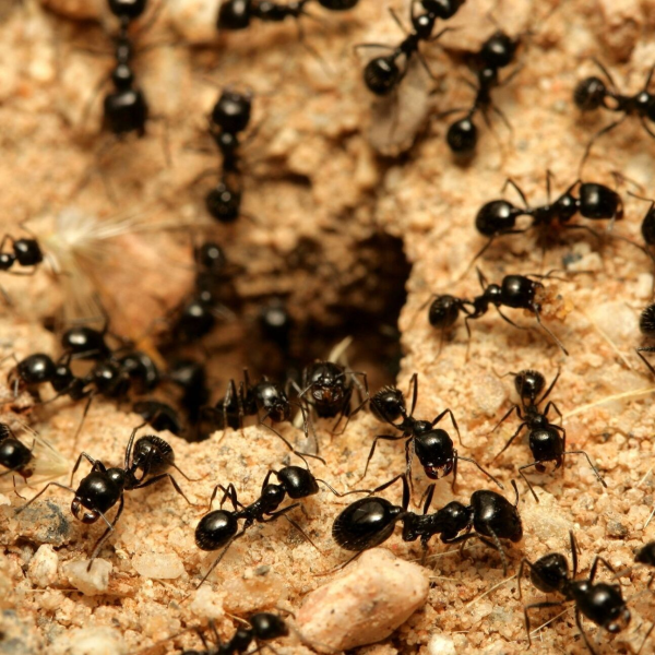 Aurora Pest Control Co