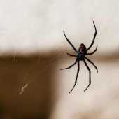 Destiny City Pest Control Solutions - Startupxplore Destiny City Pest Control Solutions