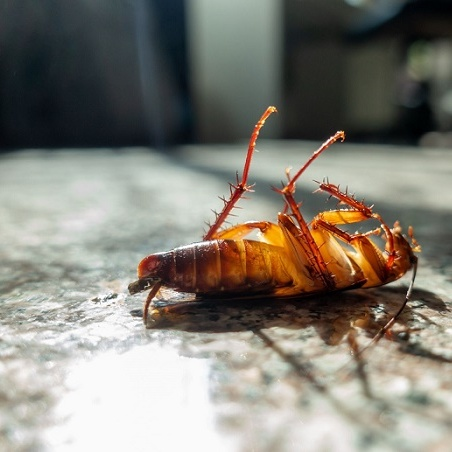 Ellec Pest Control Experts