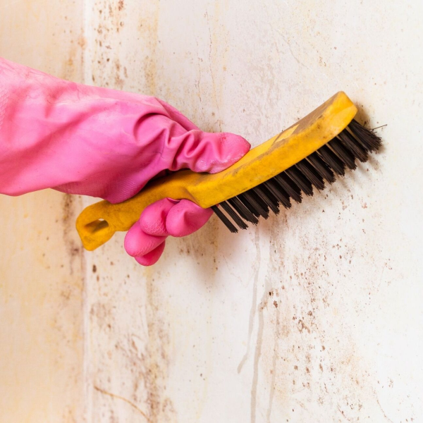 Finest City Mold Inspections