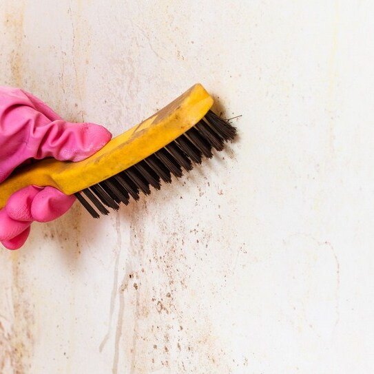 Mold Experts of Streamwood