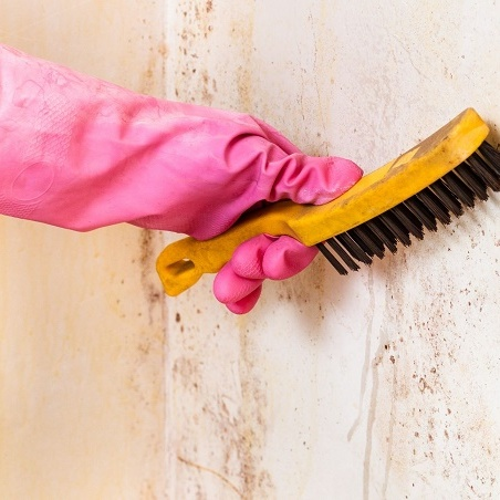 Prairie Mold Experts