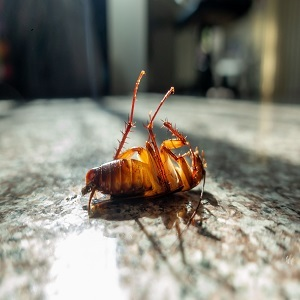 Pest Control Experts of Frisco