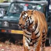 Corbett National Park