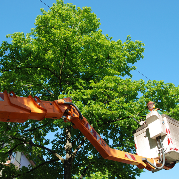 Old Town Spring Tree Service