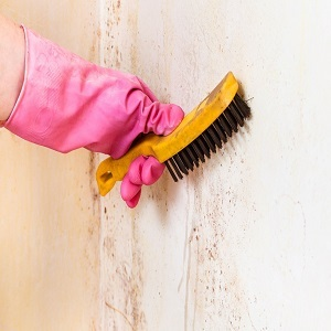 Dogtown Mold Inspections