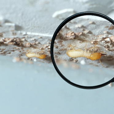 Richmond Borough Termite Removal Experts