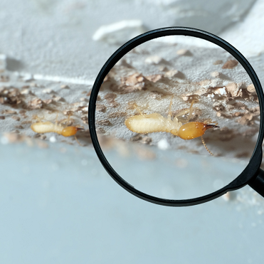 Three Mile Island Termite Removal