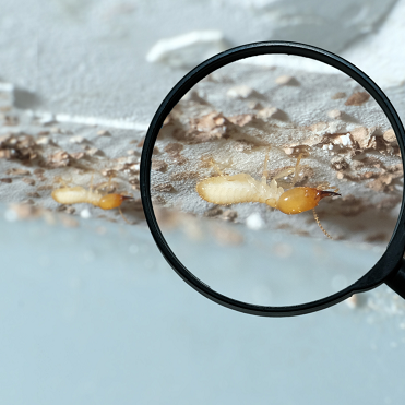 Beaver State Termite Removal Experts