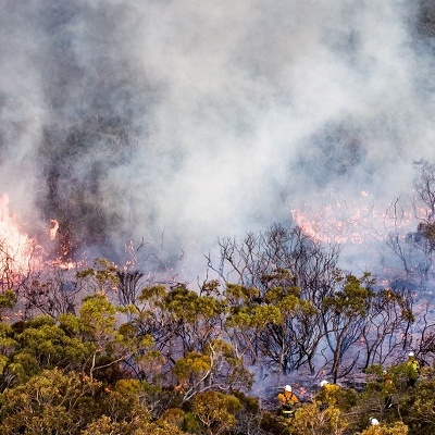Smoke Damage Experts of Tree Planters