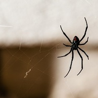 Grit City Pest Control Solutions