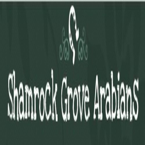Shamrock Grove Arabians