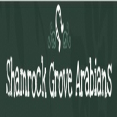 Shamrock Grove Arabians