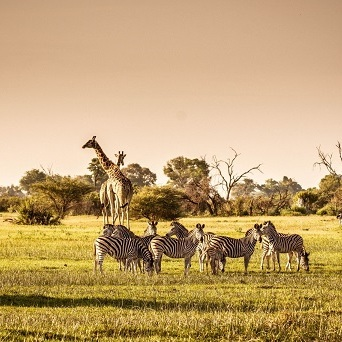 New Colossus Wildlife Control Experts