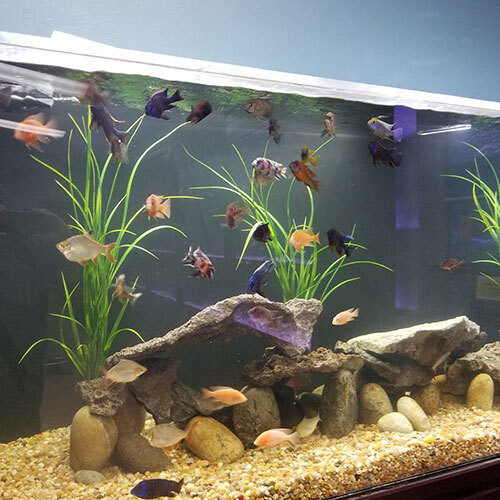 Under the Sea Aquatics | Fish Store | Fish Tanks | Freshwater & Saltwater Fish