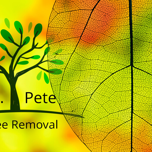St. Petersburg Tree Removal