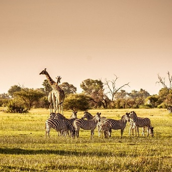 Alpaca Wildlife Control Experts