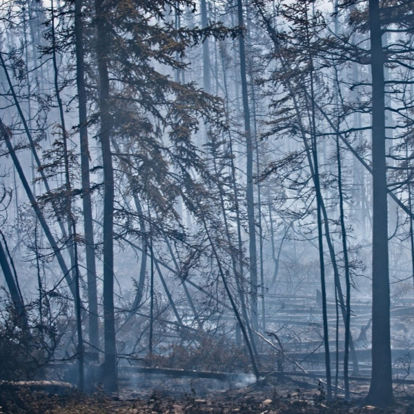 Holt Smoke Damage Solutions