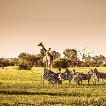 Bull Wildlife Control Experts