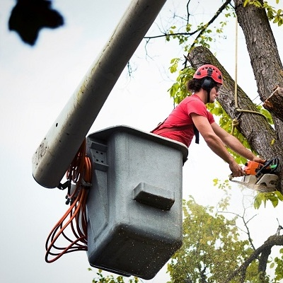 Lagoon Tree Service