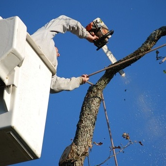 Emerald City Tree Service