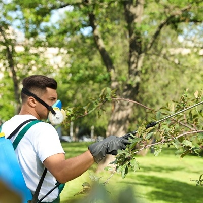 Codfish Coast Tree Removal Co