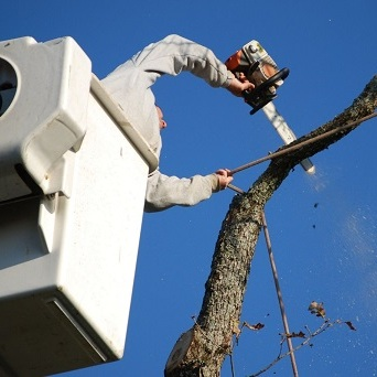 Seven Hills Tree Service