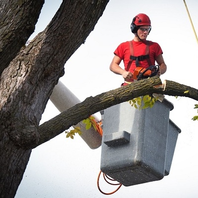 Contract City Tree Service