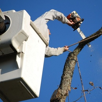 Bluff City Tree Services