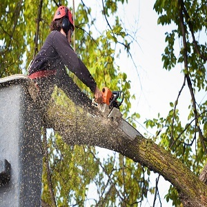 Millennium Tree Service Co