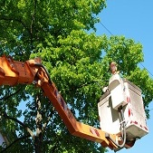 A Walkable Community Tree Services