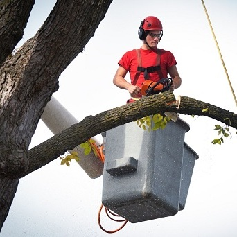 The Magic City Tree Services