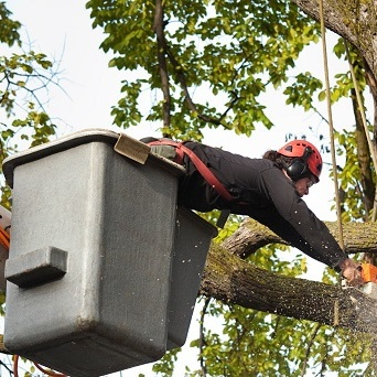 Town Green Tree Service