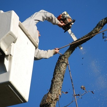 Heart Of The Valley Tree Services