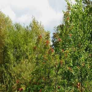 Willamette Falls Tree Service