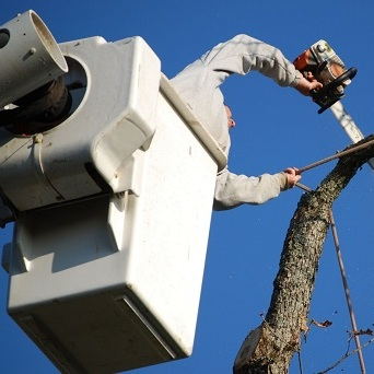 Rose Capital Tree Service