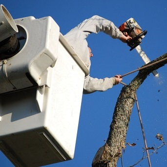 Strong Island Tree Service
