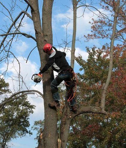 Images from Elgin Tree Service