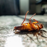 Band City Pest Control
