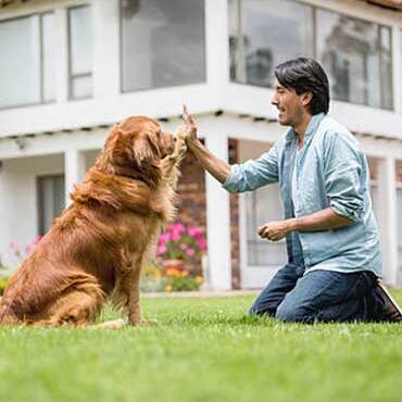 Puptown Houston Dog Training