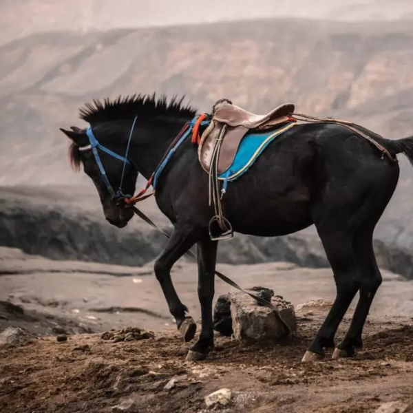 Pony Ride in Gulmarg Kashmir
