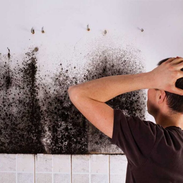 What Makes the Home a Great Place for Mold Growth?