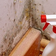 Beaverdam Mold Removal Co
