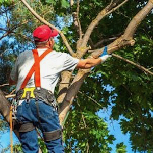 Grace Tree Service Spokane