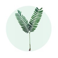 Prosopis Inc