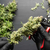 Buy Shatter Online